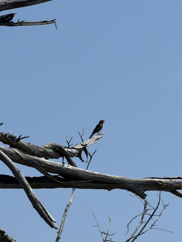 House Finch observed by thequeenamazon