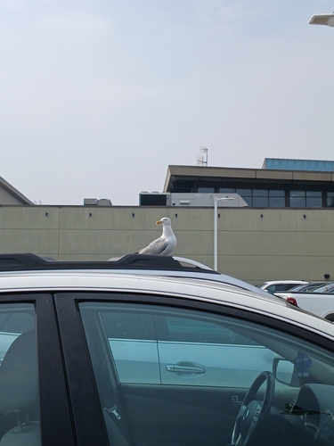 American Herring Gull observed by dmantack