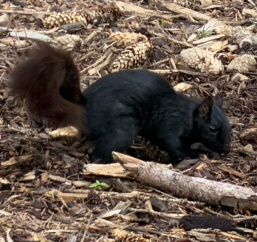 Eastern Gray Squirrel observed by sdeger