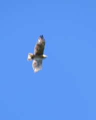 Buteo solitarius
