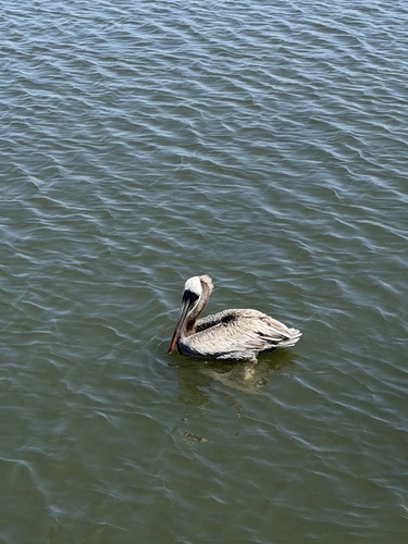 Brown Pelican observed by thequeenamazon