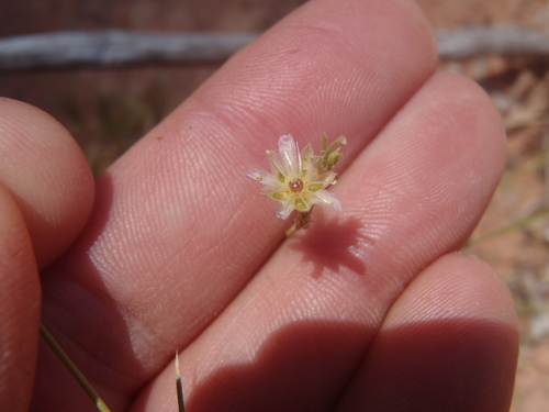 Eastwood's Sandwort