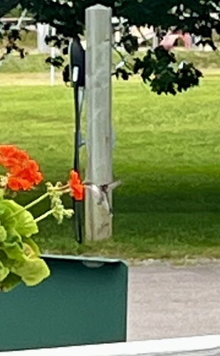 Ruby-throated Hummingbird observed by sheila276
