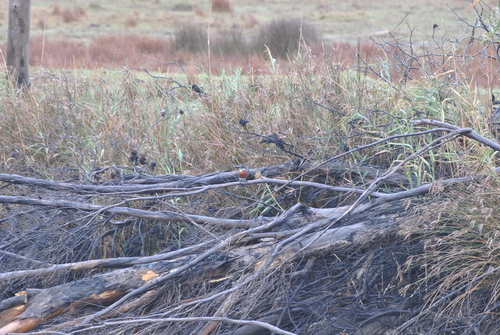 iNaturalist image