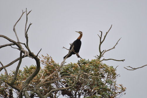 iNaturalist: (c) Joël Daniel-Roux, some rights reserved (CC BY-NC), uploaded by Joël Daniel-Roux iNaturalist image