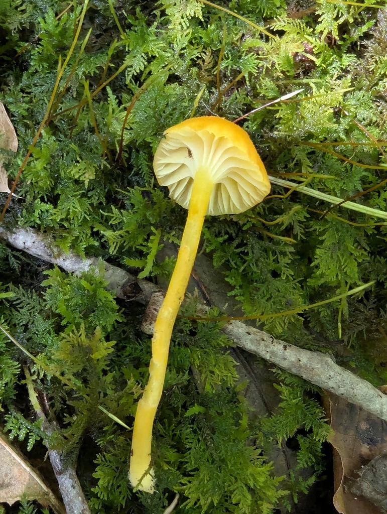 Goblet Waxcap · July 2026 · photo: Photo: (c) Robert M Hallock, some rights reserved (CC BY) · iNaturalist