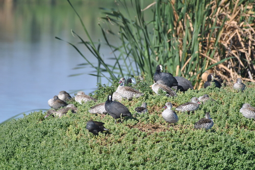 iNaturalist image