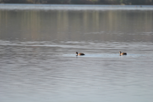 iNaturalist image