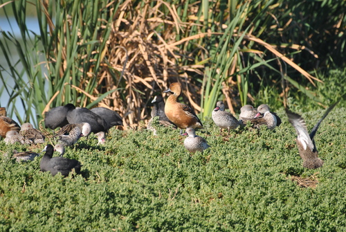 iNaturalist image