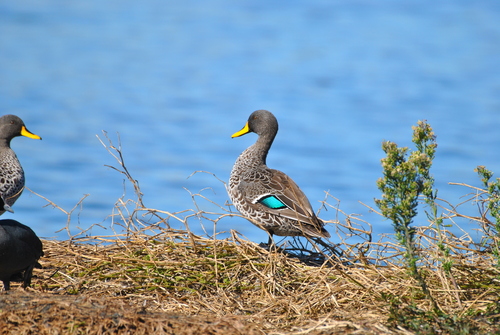 iNaturalist: (c) Joël Daniel-Roux, some rights reserved (CC BY-NC), uploaded by Joël Daniel-Roux iNaturalist image