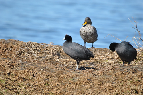 iNaturalist image