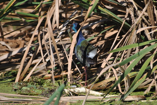 iNaturalist: (c) Joël Daniel-Roux, some rights reserved (CC BY-NC), uploaded by Joël Daniel-Roux iNaturalist image