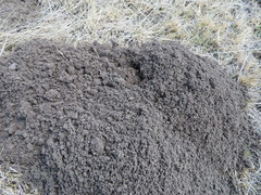 Thomomys talpoides