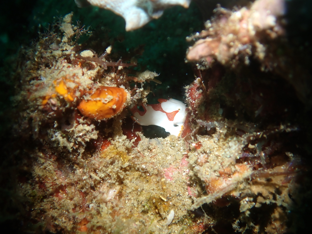 Warty frogfish