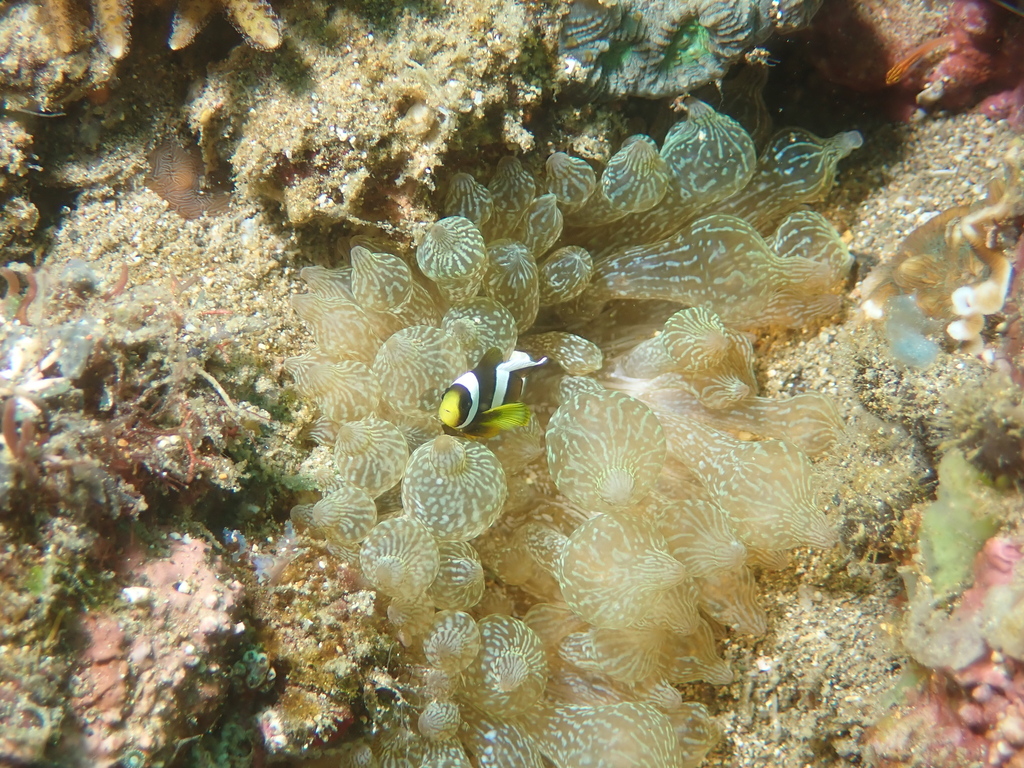 Yellowtail clownfish