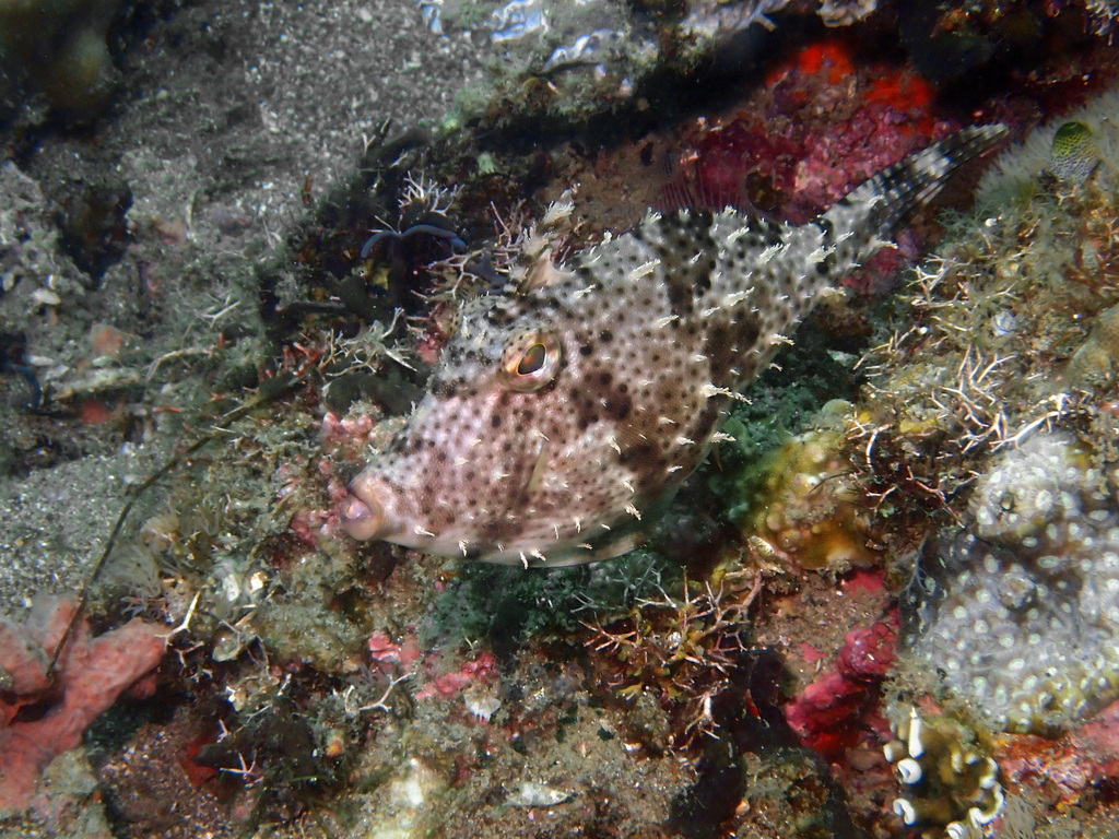 Blotchy Filefish