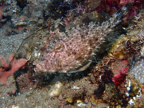 Langstaart-vijlvis (Pseudomonacanthus macrurus) — Monacanthidae — 4