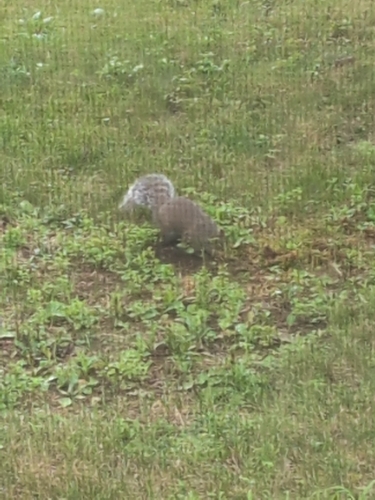 Eastern Gray Squirrel observed by mnicodemus
