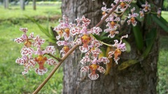 Trichocentrum × teaboanum