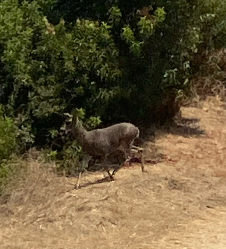 Mule Deer observed by timwendyd