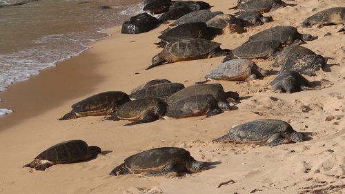 Green Sea Turtle observed by vivien_s