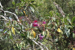 Meriania nobilis