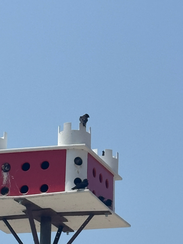 Purple Martin observed by anniewes