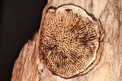 Fungi