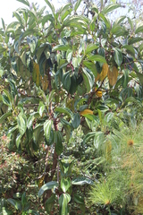 Meriania nobilis