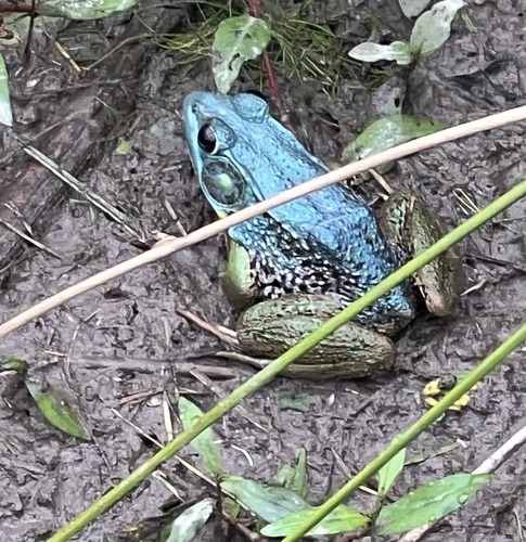 Green Frog observed by claireayer