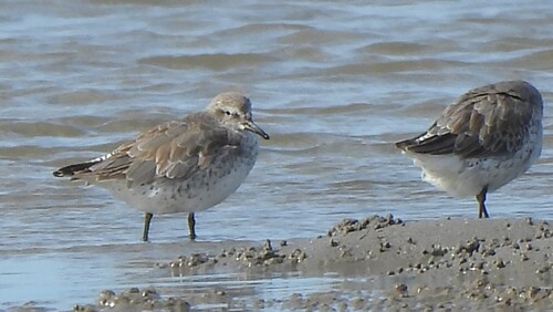 iNaturalist image