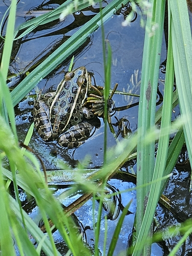 Northern Leopard Frog observed by sarah_306