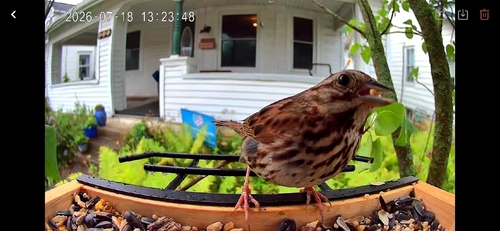 Song Sparrow observed by blrobertson