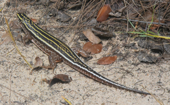Four-Lined Girdled Lizard photo 3