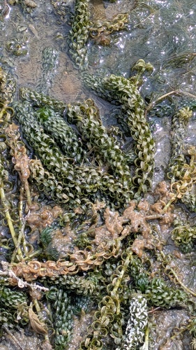 Lagarosiphon major, photograph 4