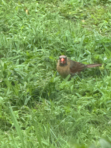 Northern Cardinal observed by wildlifeboy11