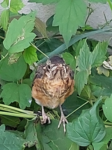 American Robin observed by lc_bates