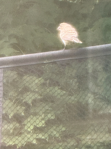 House Finch observed by wildlifeboy11