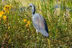 Egretta tricolor image