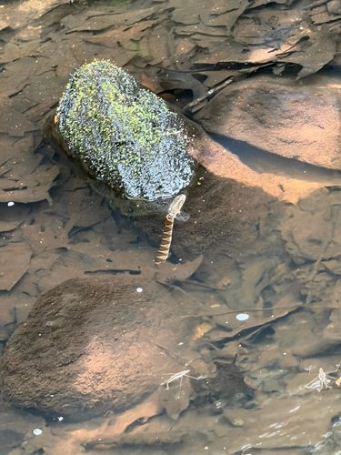 Common Watersnake observed by noncognosco