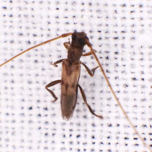 Methia necydalea