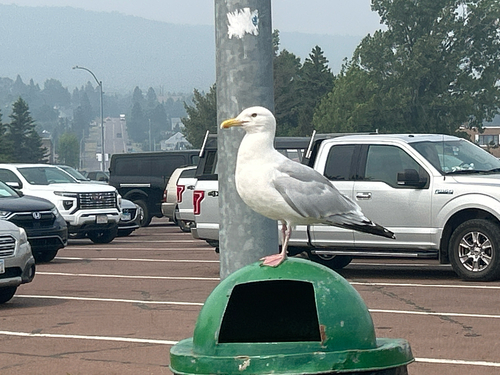 American Herring Gull observed by jokett