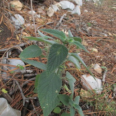 Salvia urolepis