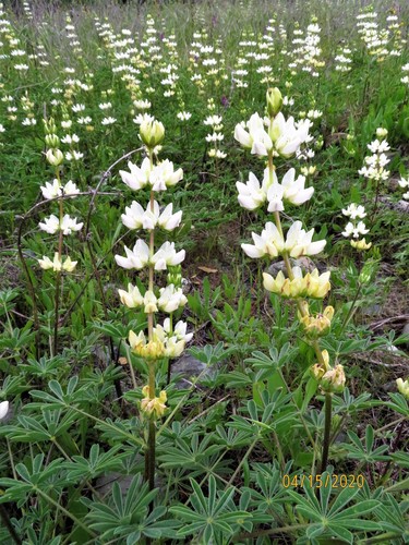 Lupinus microcarpus