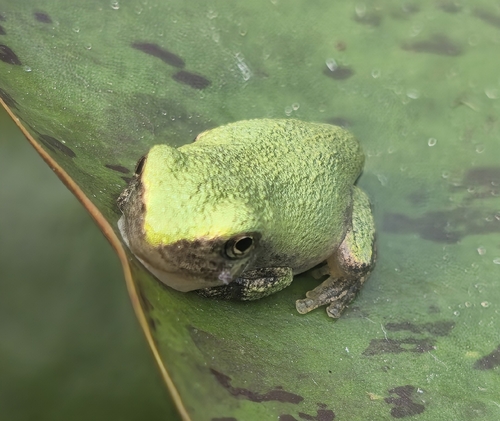 Grey Treefrog observed by peanut1981