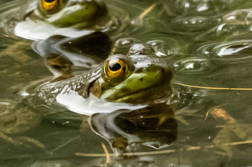 American Bullfrog observed by rootfactor
