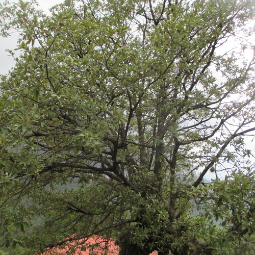 Quercus laeta