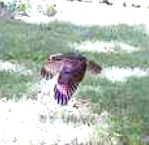 Accipiter striatus observed by rmboys