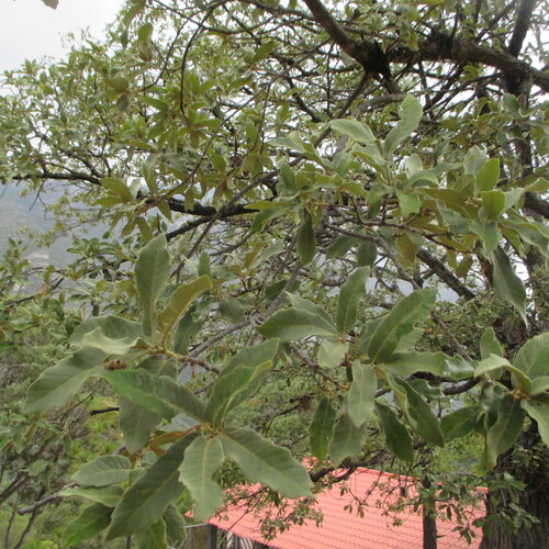 Quercus laeta, photograph 2