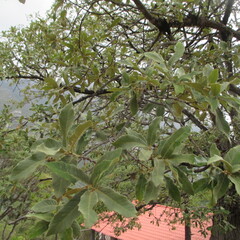 Quercus laeta, photograph (c) Ricardo Jaimes-López, some rights reserved (CC BY)